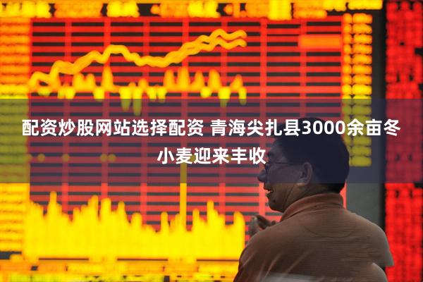 配资炒股网站选择配资 青海尖扎县3000余亩冬小麦迎来丰收