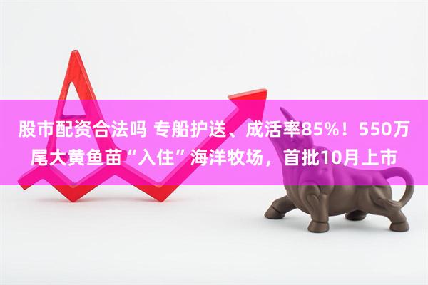 股市配资合法吗 专船护送、成活率85%！550万尾大黄鱼苗“入住”海洋牧场，首批10月上市
